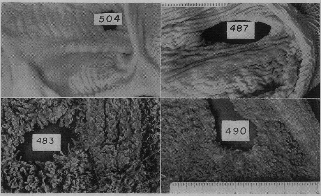 Warner et al. (1956) rumen papillary development